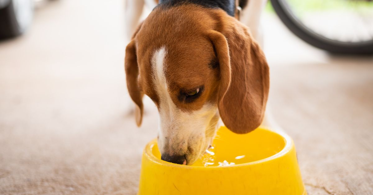 Why Filtered Water Is the Perfect Choice for Your Pets&rsquo; Health